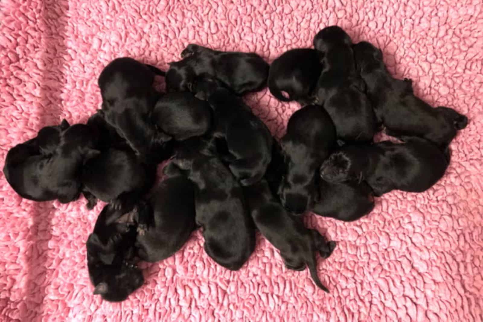 black puppies sleeping on a bunch