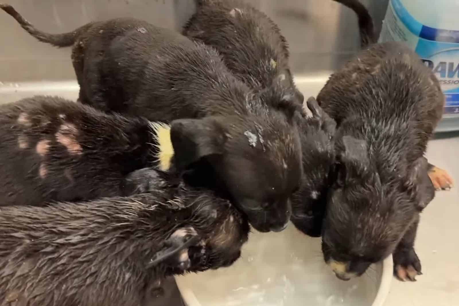 black puppies drinking water