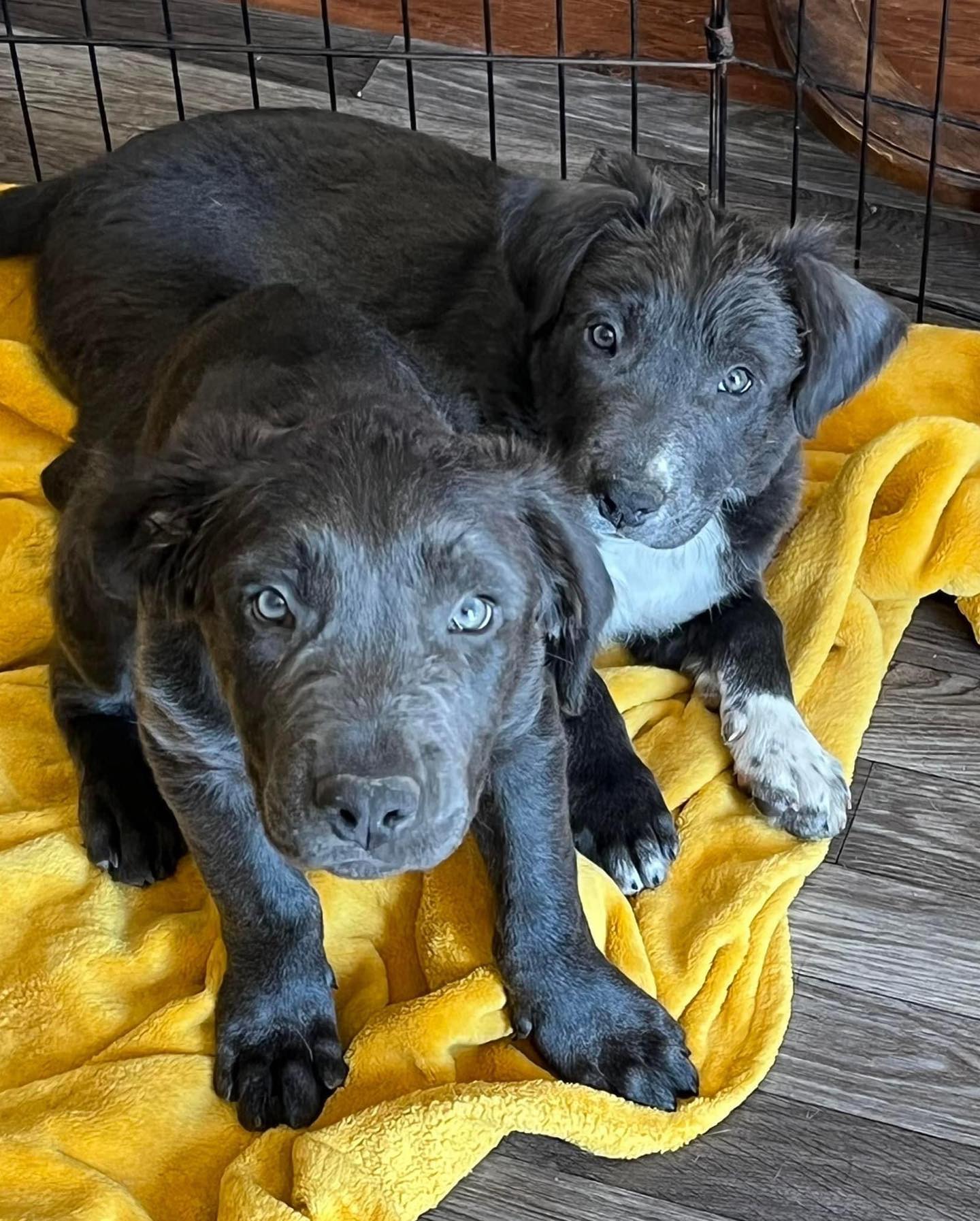 black puppies in cage