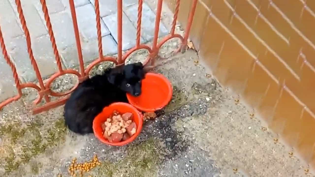 black puppy lying beside a gate