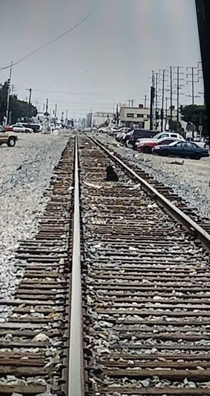 black puppy on train tracks