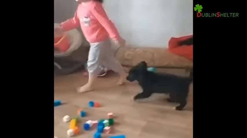 black puppy playing with a kid indoors