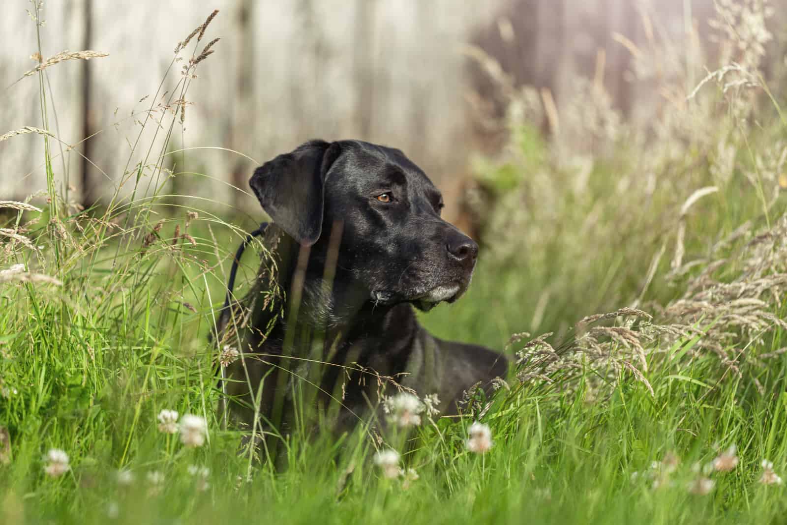 black Rhodesian Ridgeback