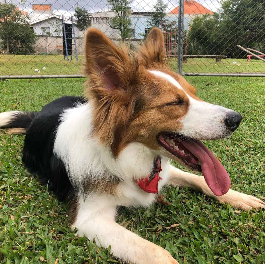 black saddle border collie