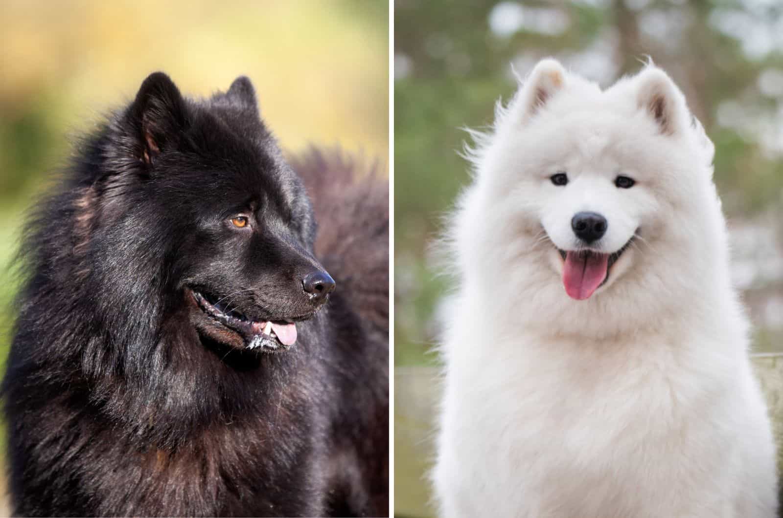 Black Samoyed: More Rare Than A Black Yeti?