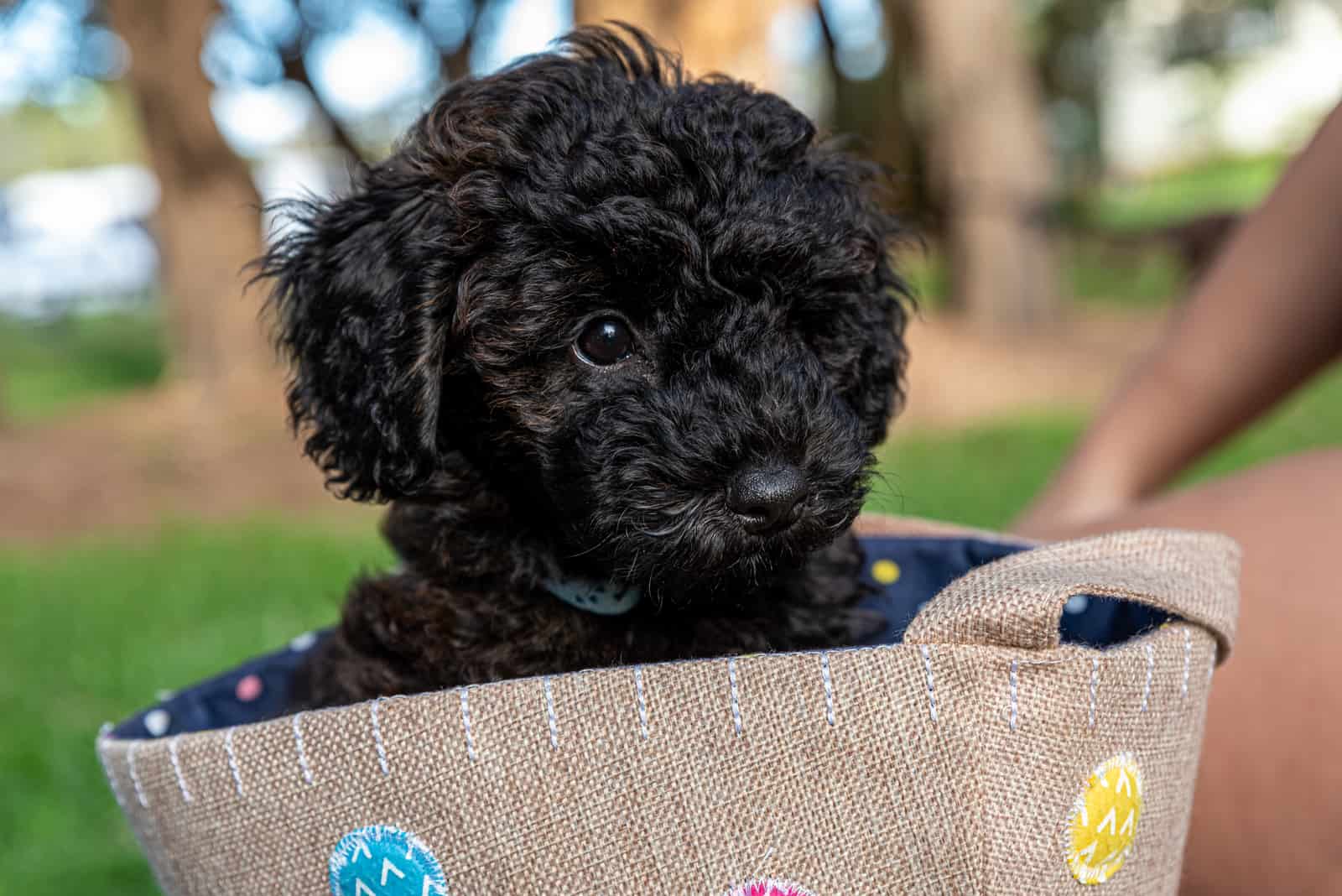 black Schnoodle in basket