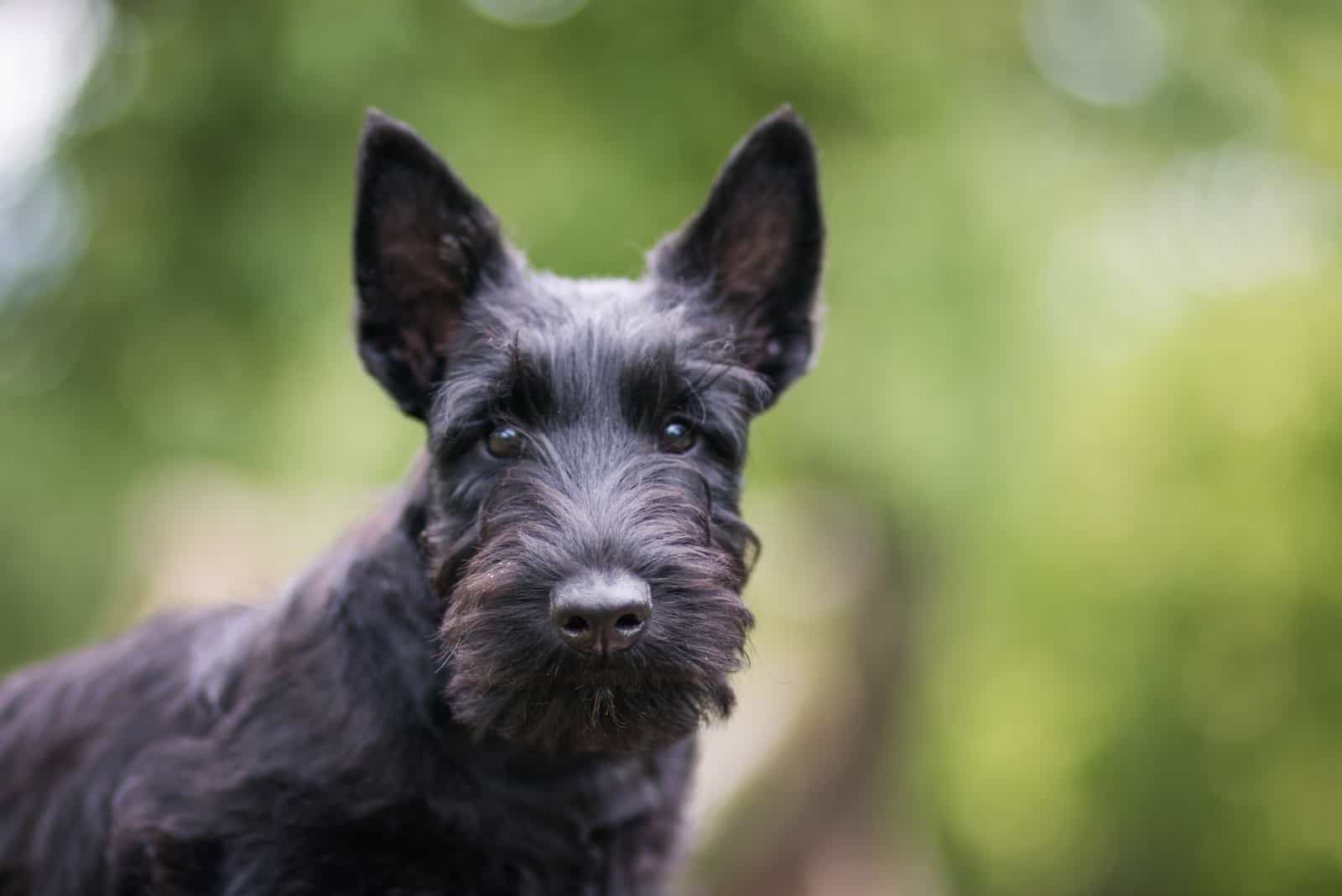 Black scottish terrier puppy posing outside at summer