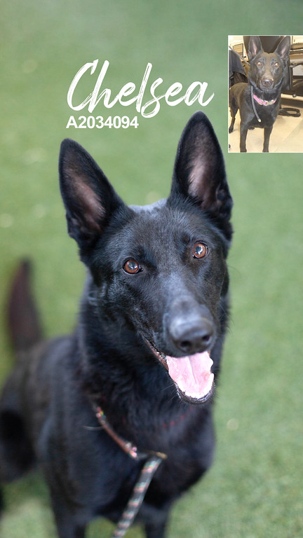 black shelter dog named chelsea sitting