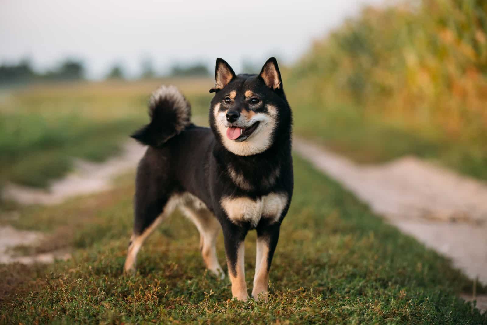 black shiba inu standing outdoor