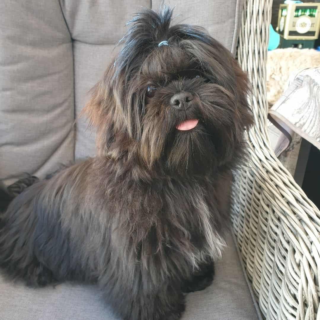 black shih tzu