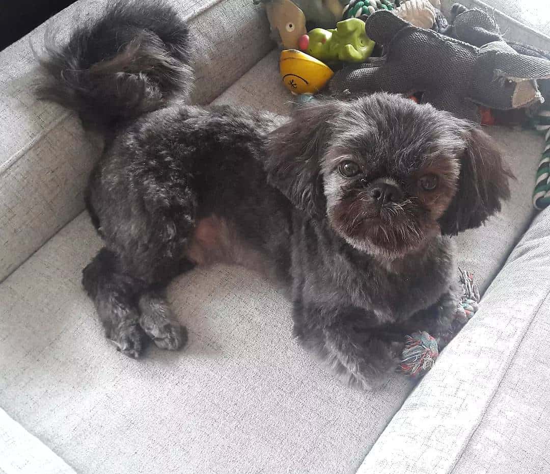 Black Shih Tzu dog lying