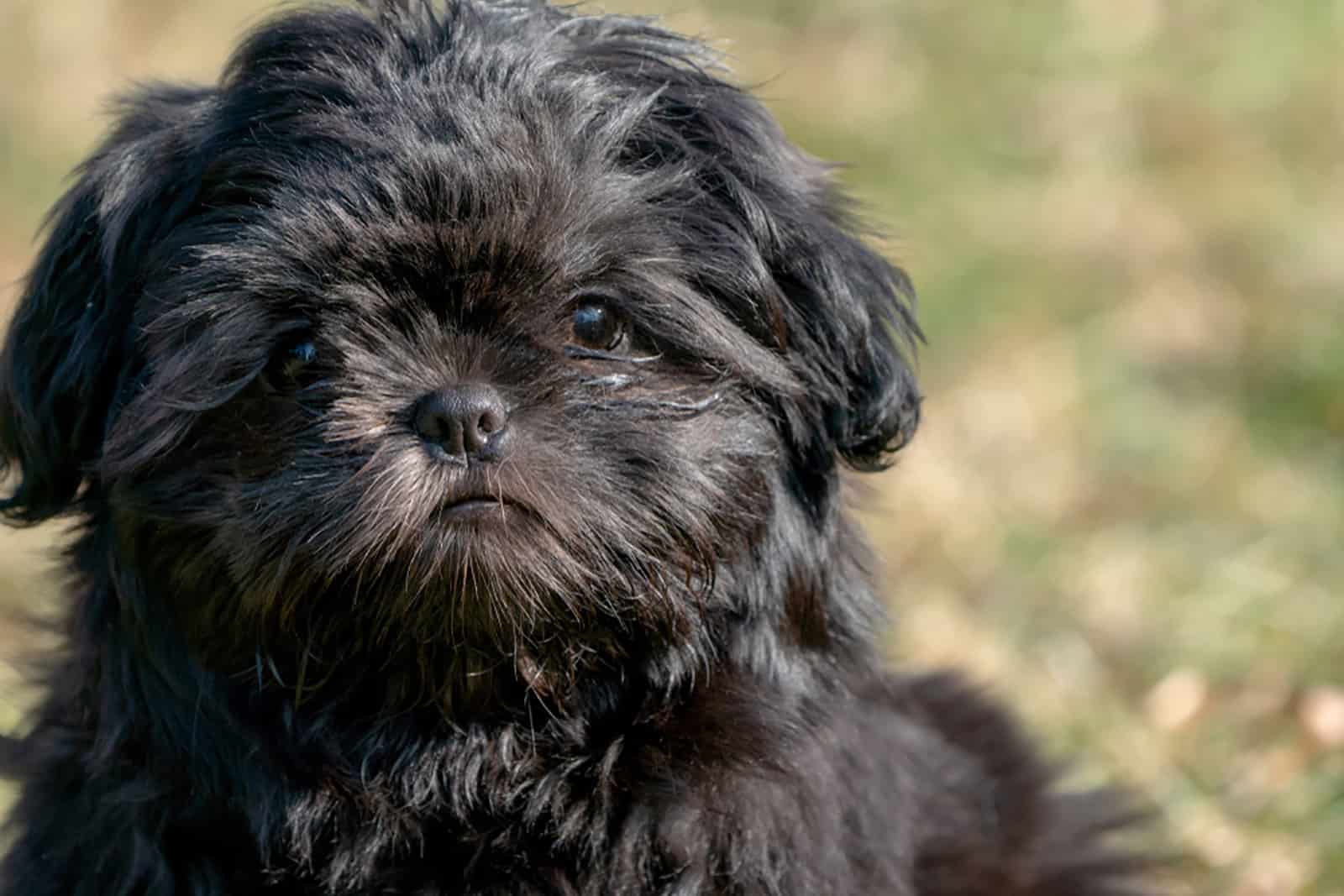 black shih tzu puppy in the park