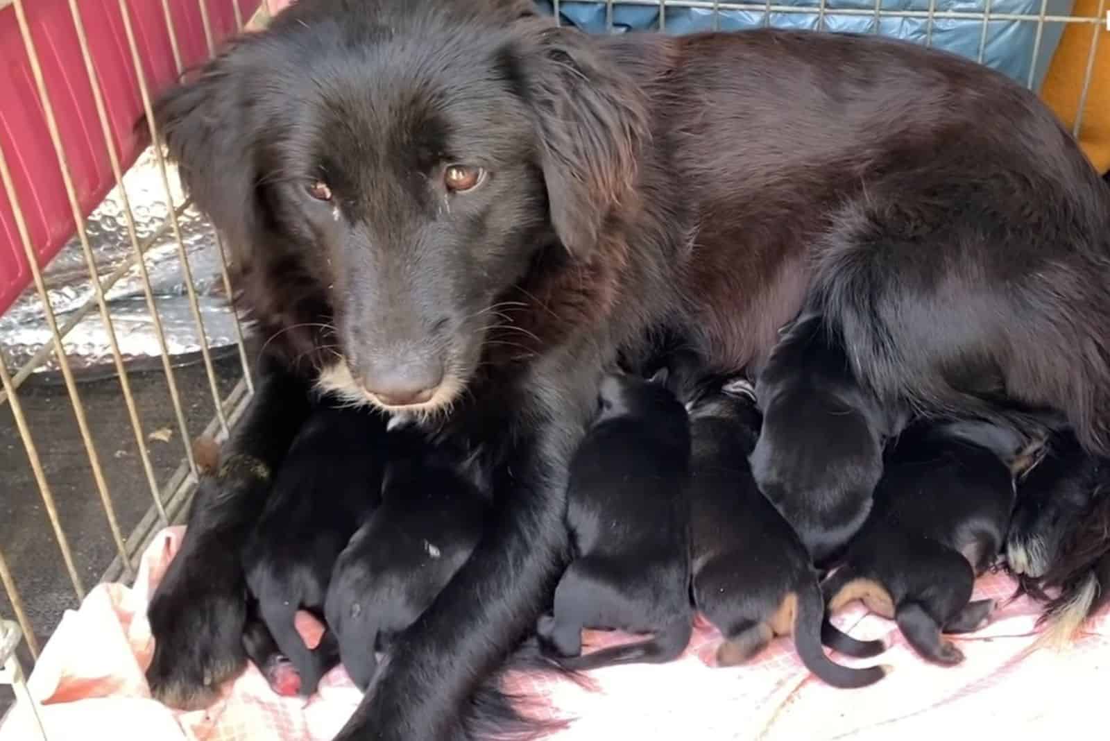 black stray dog and the puppies