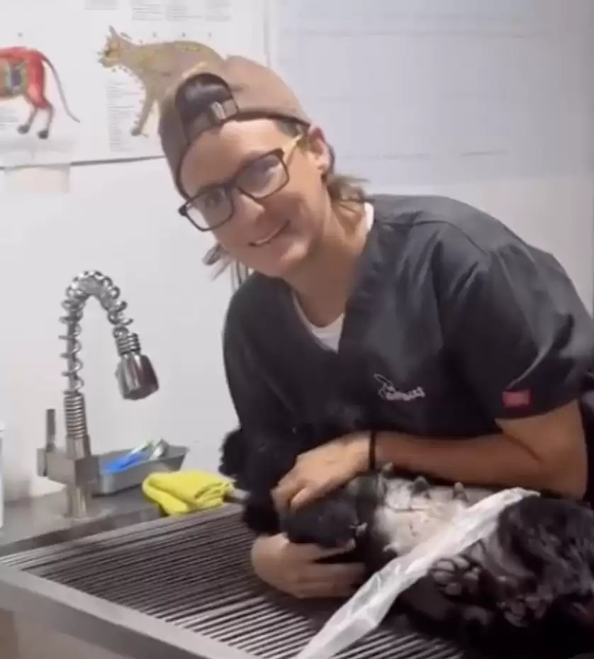 black stray dog at the vet for an examination