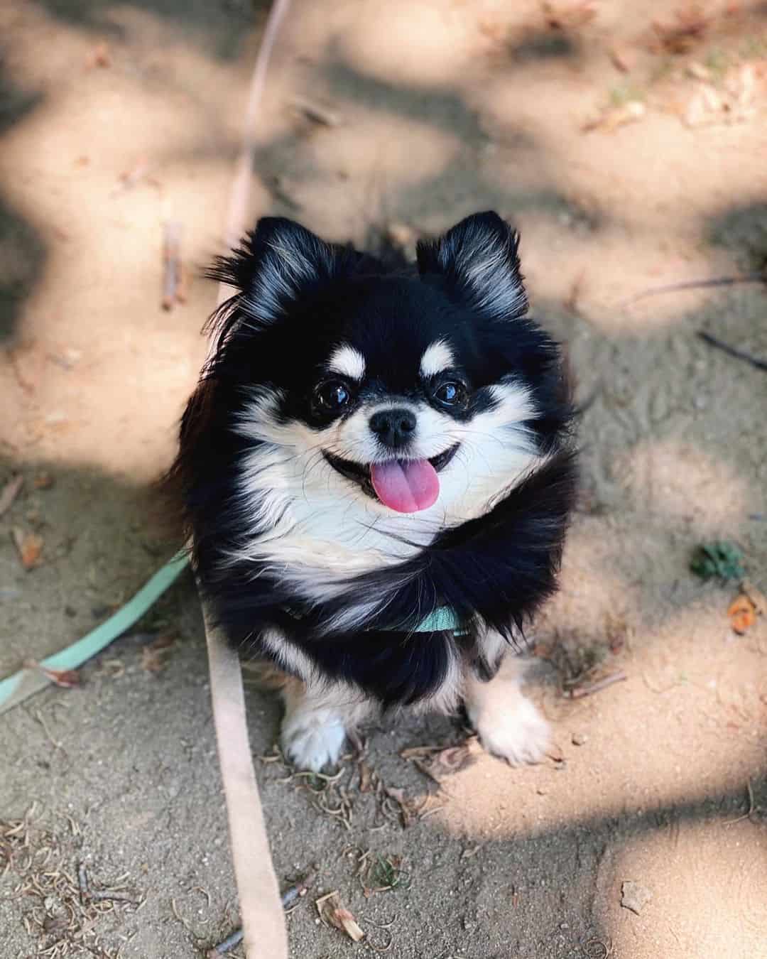 Black & Tan Chihuahua sitting and looking at the camera