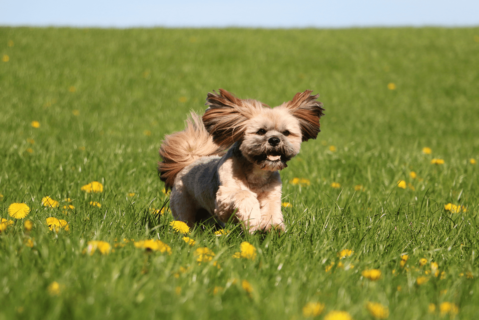 Black & Tan Lhasa Apso running in the field