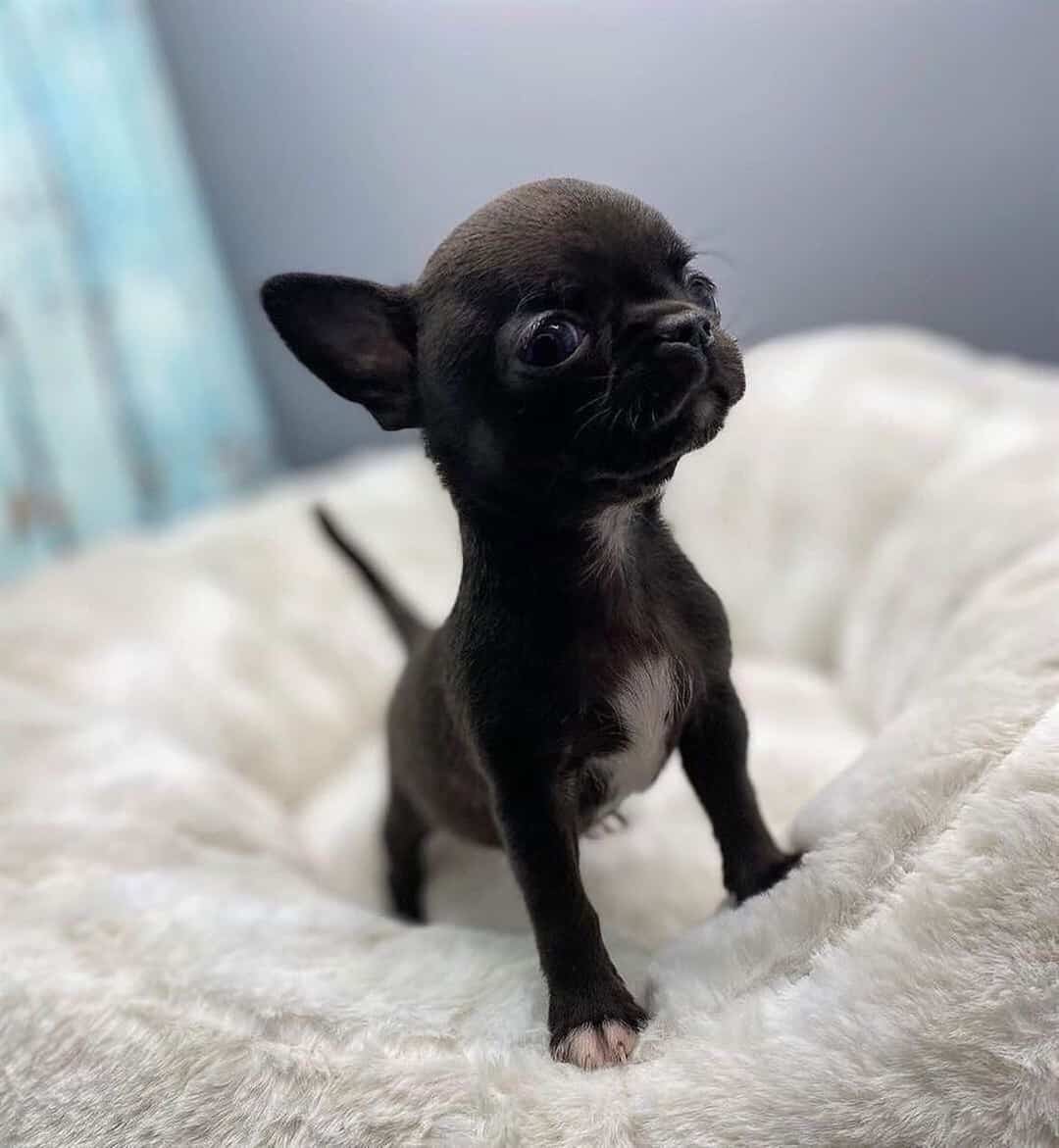 black teacup chihuahua