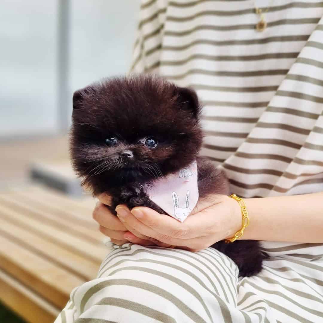 black teacup pomeranian