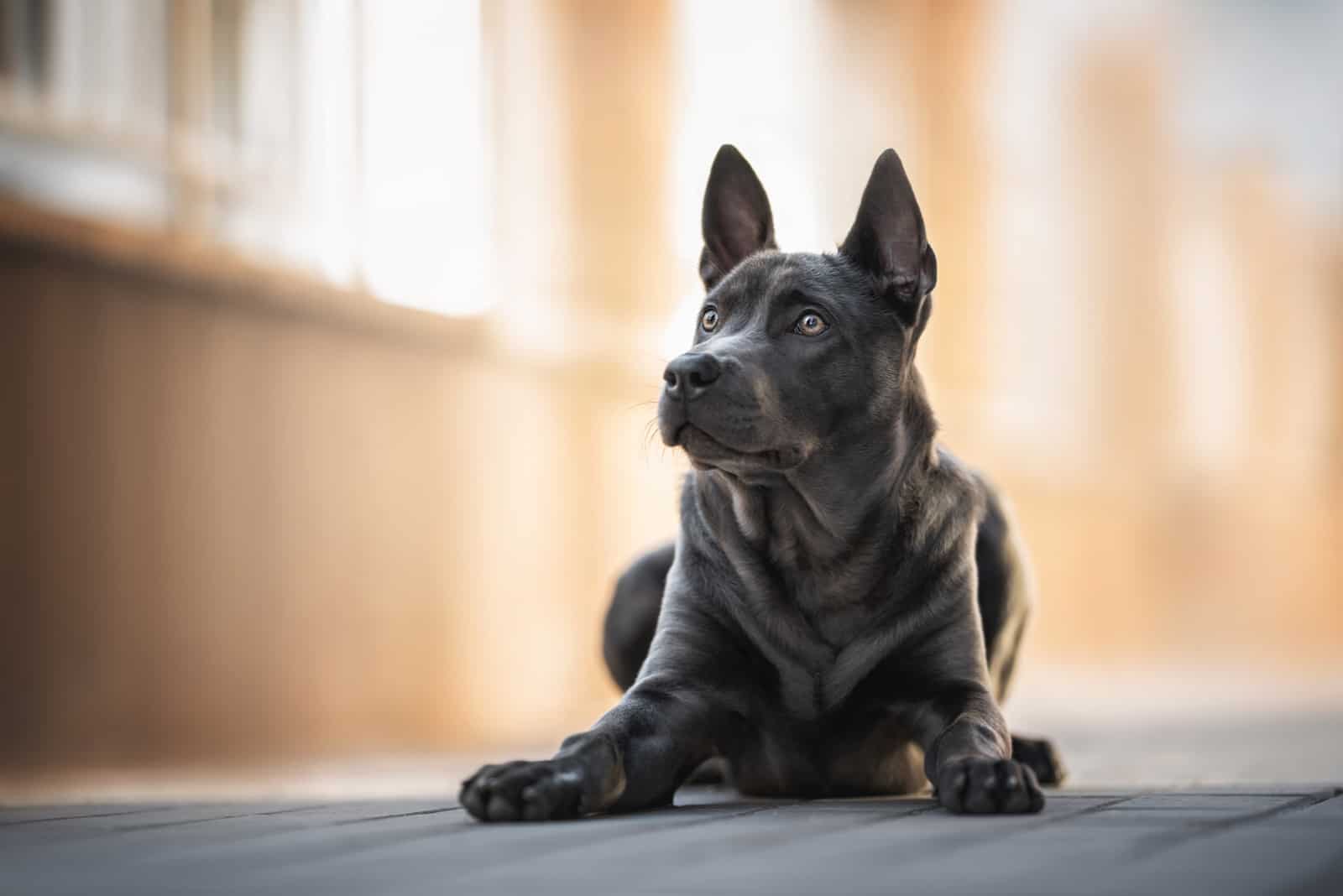 Black Thai Ridgeback puppy is lying