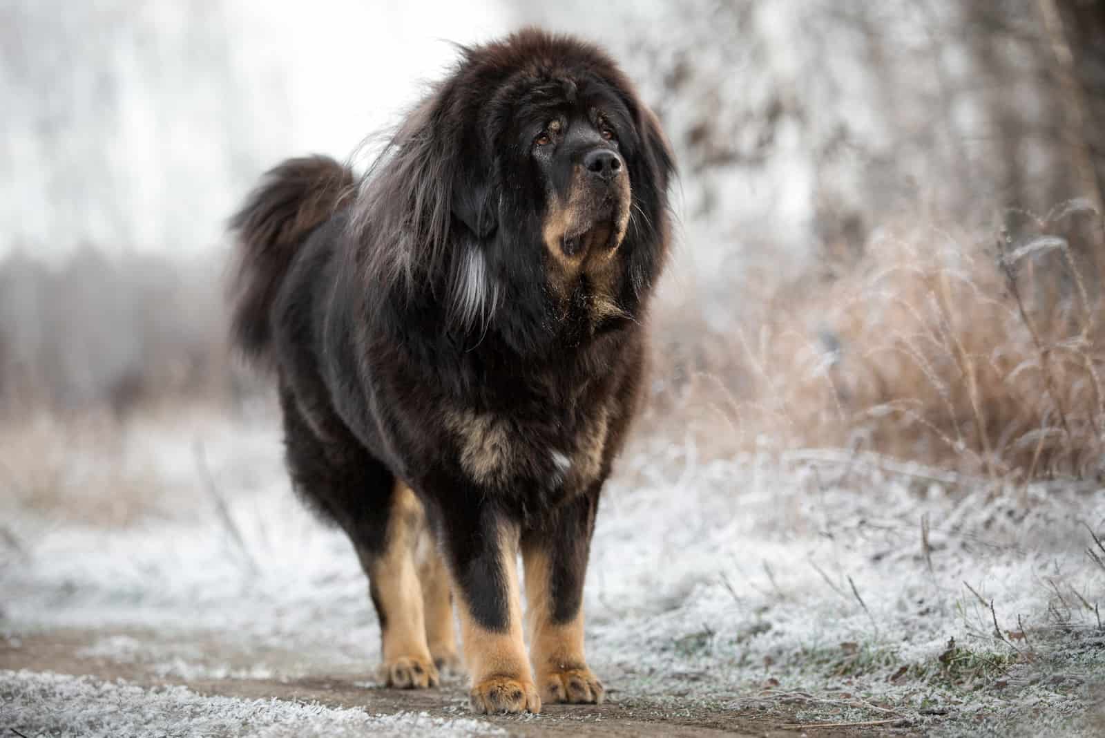 Black Tibetan Mastiff in winter