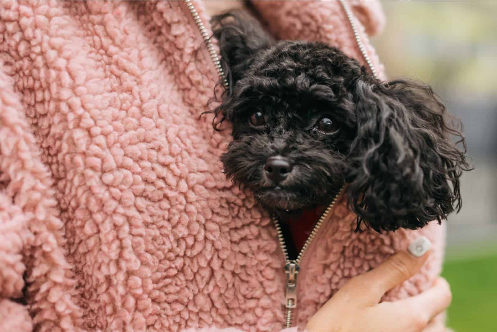 black toy poodle cuddling with owner