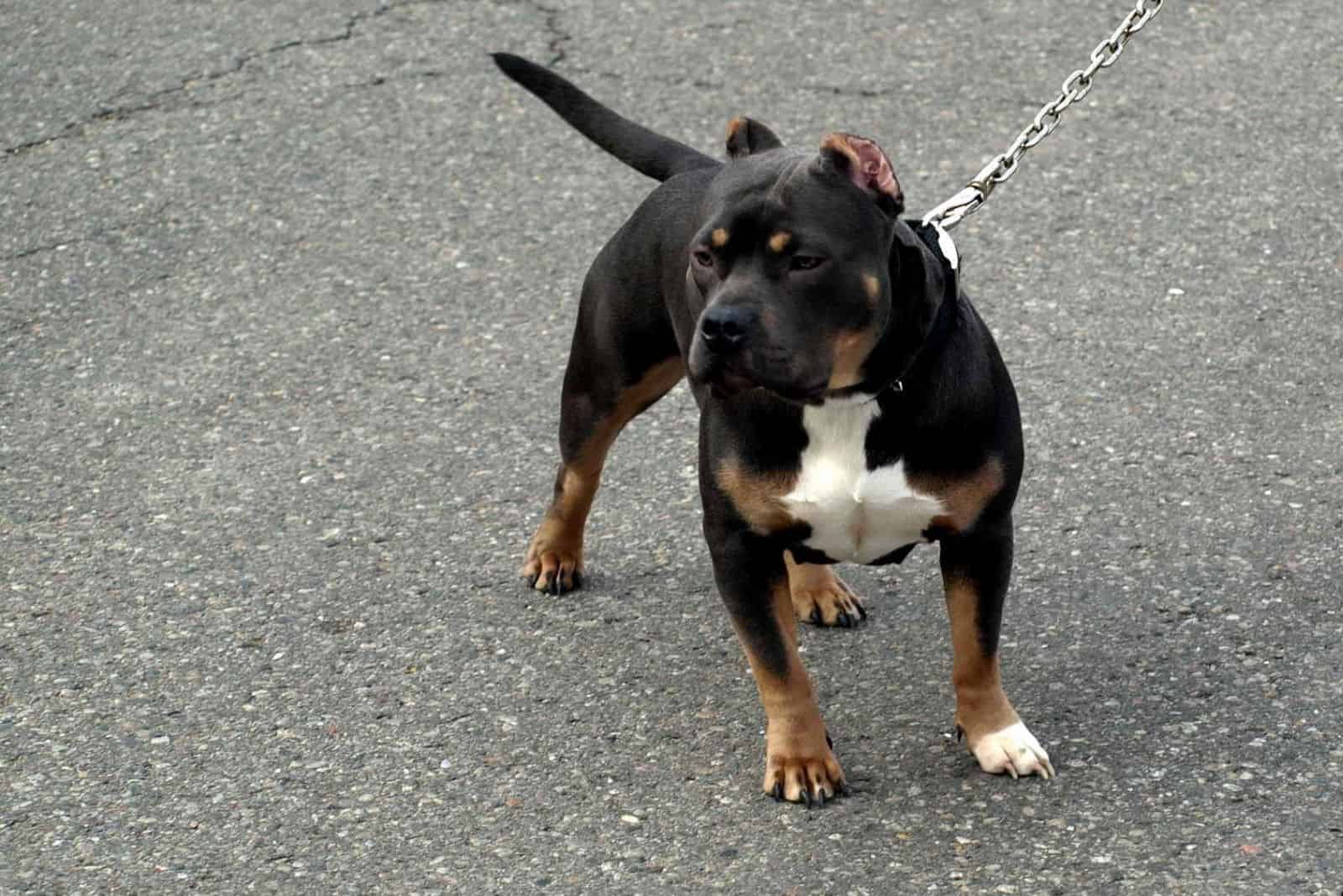 black tri color pitbull