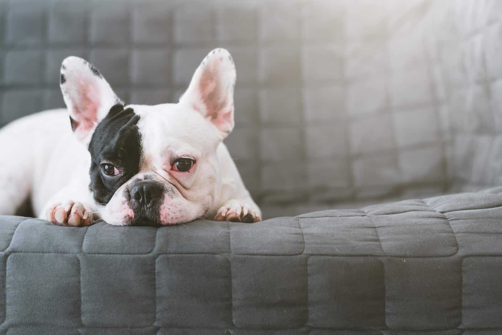 Black-white face french bulldog looking sad