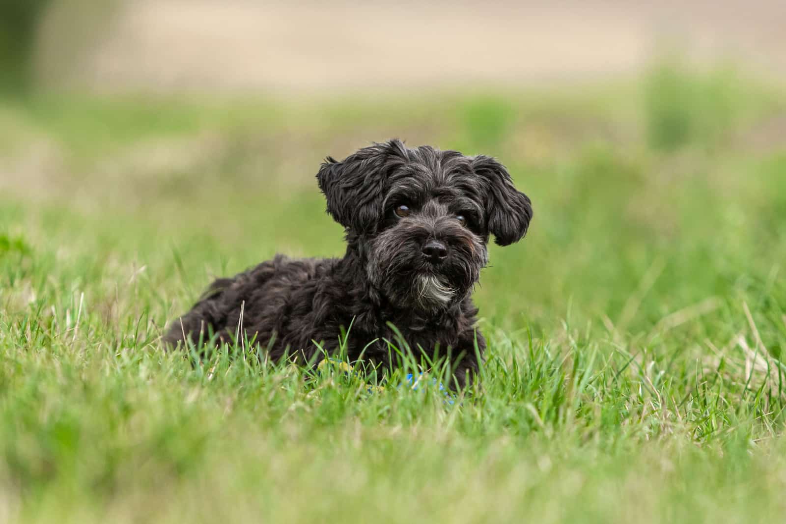 black yorkie poo