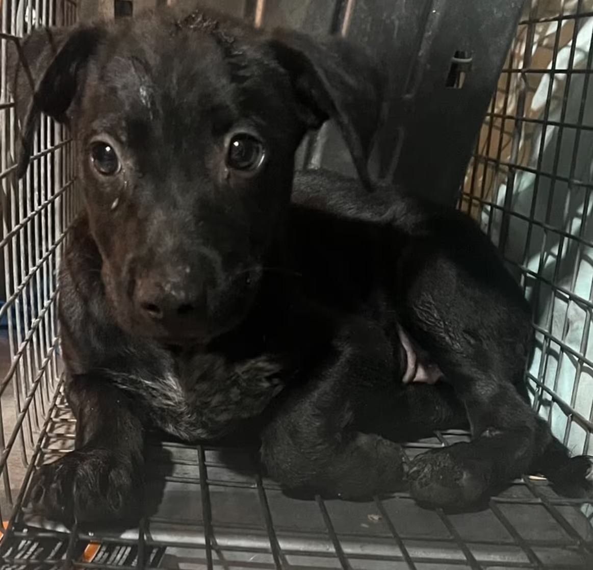 little black puppy sitting in a kennel