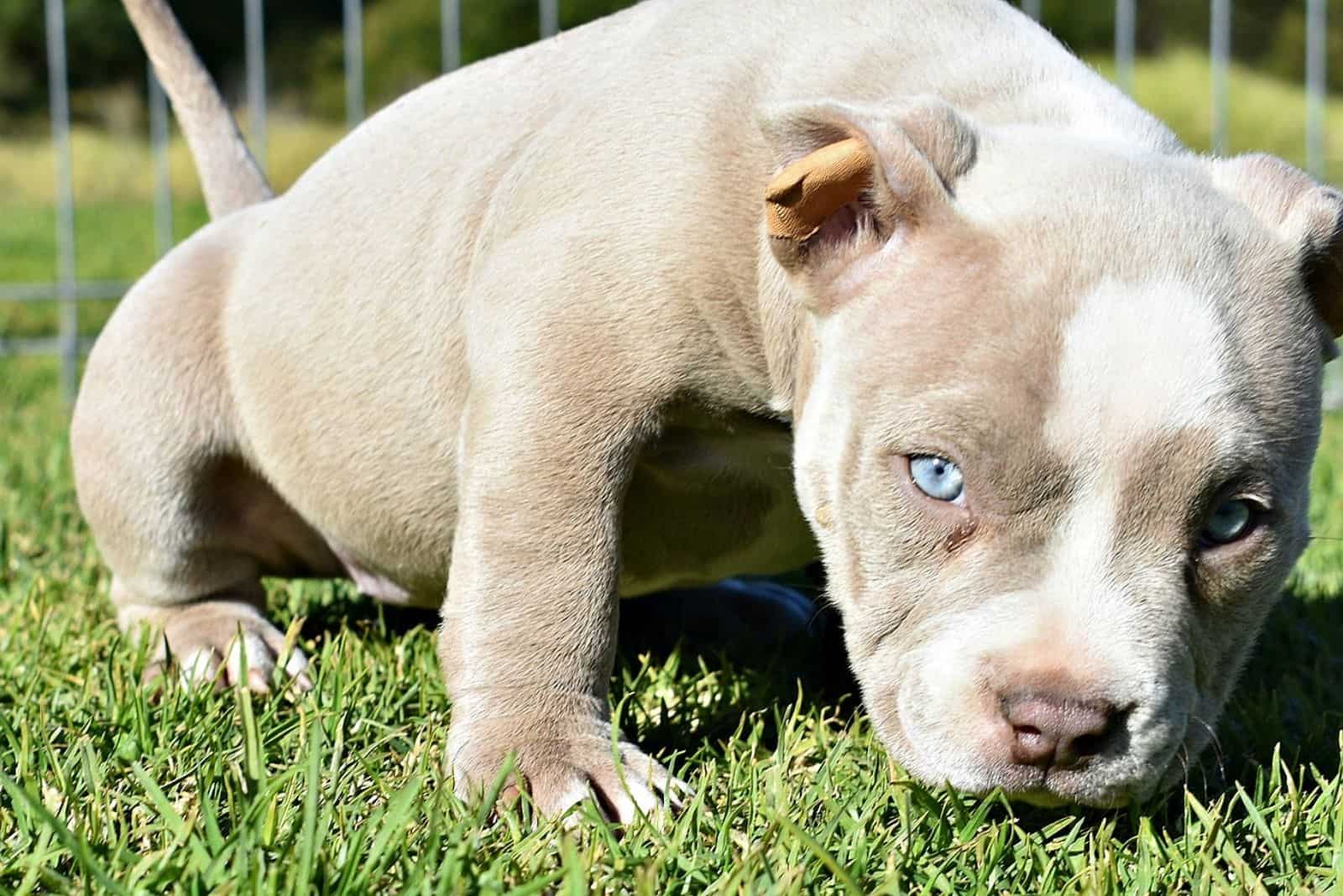 bleu fawn tri color pitbull