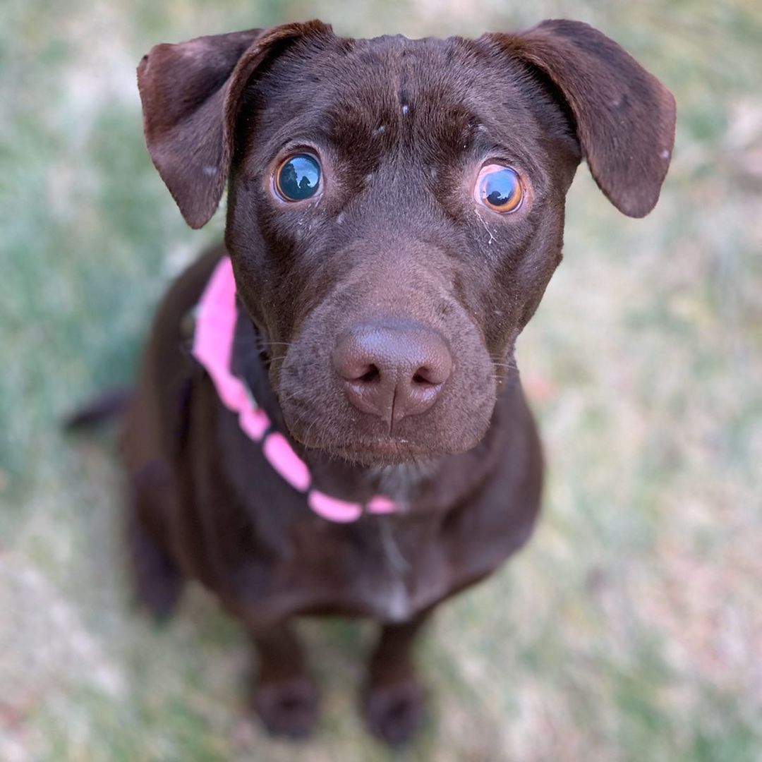 Blind brown dog