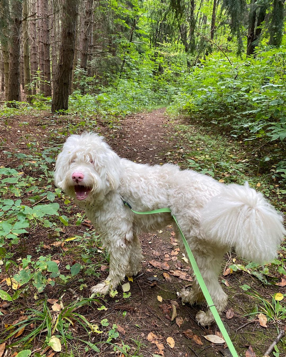 blind dog on a leash