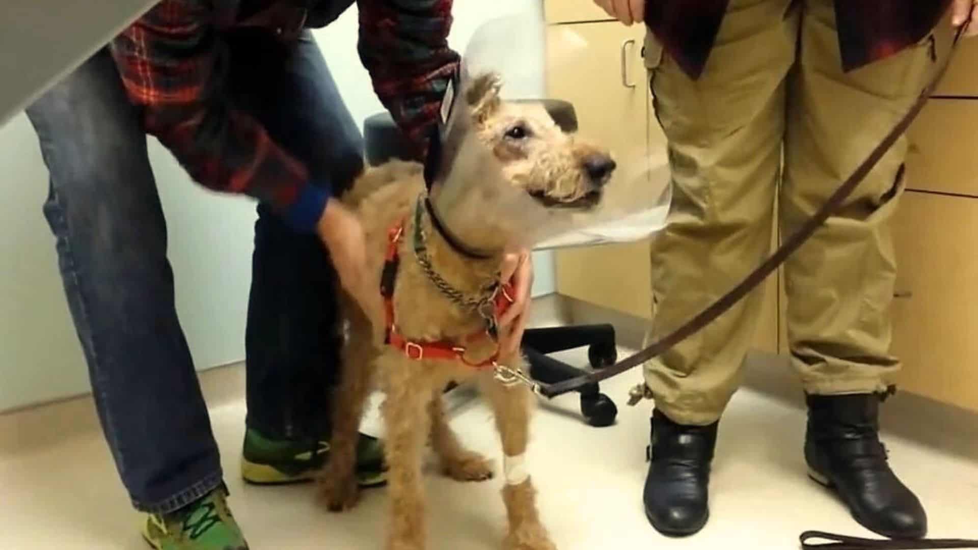 Blind Dog Treated At Vet Center In Pennsylvania Has A Heartwarming Reaction After Surgery