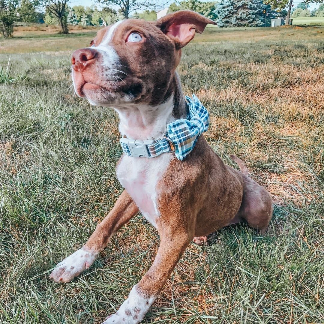 blind dog sitting on grass