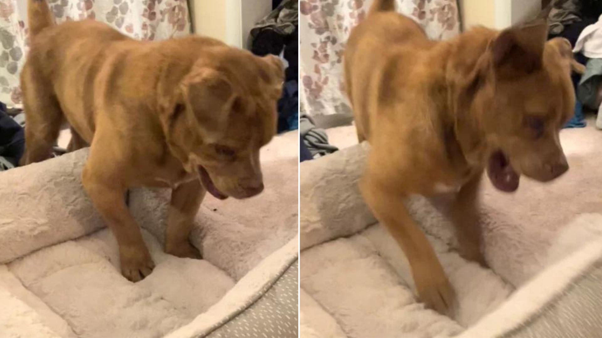 After 8 Long Years On A Chain, This Blind Dog Finally Gets His Own Bed