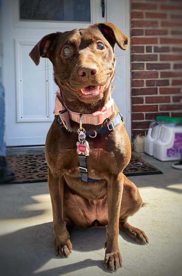 blind dog with smile