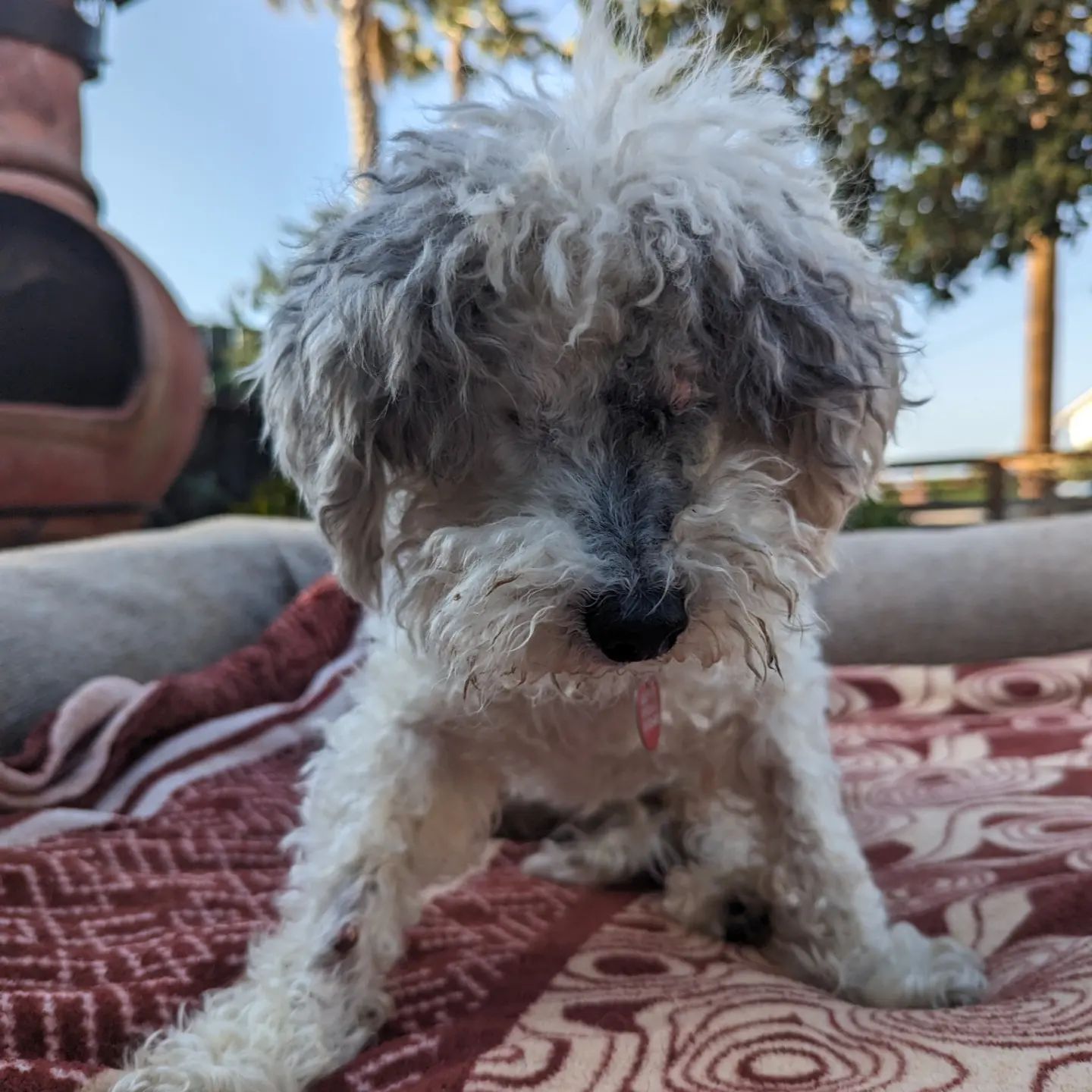 blind senior dog on the blanket