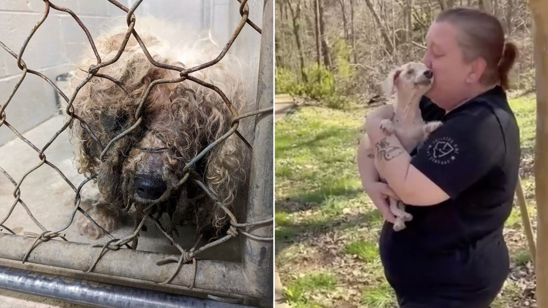 Blind Senior Pup Couldn’t Contain His Excitement When He Smelled His Beloved Family After Being Missing For Years