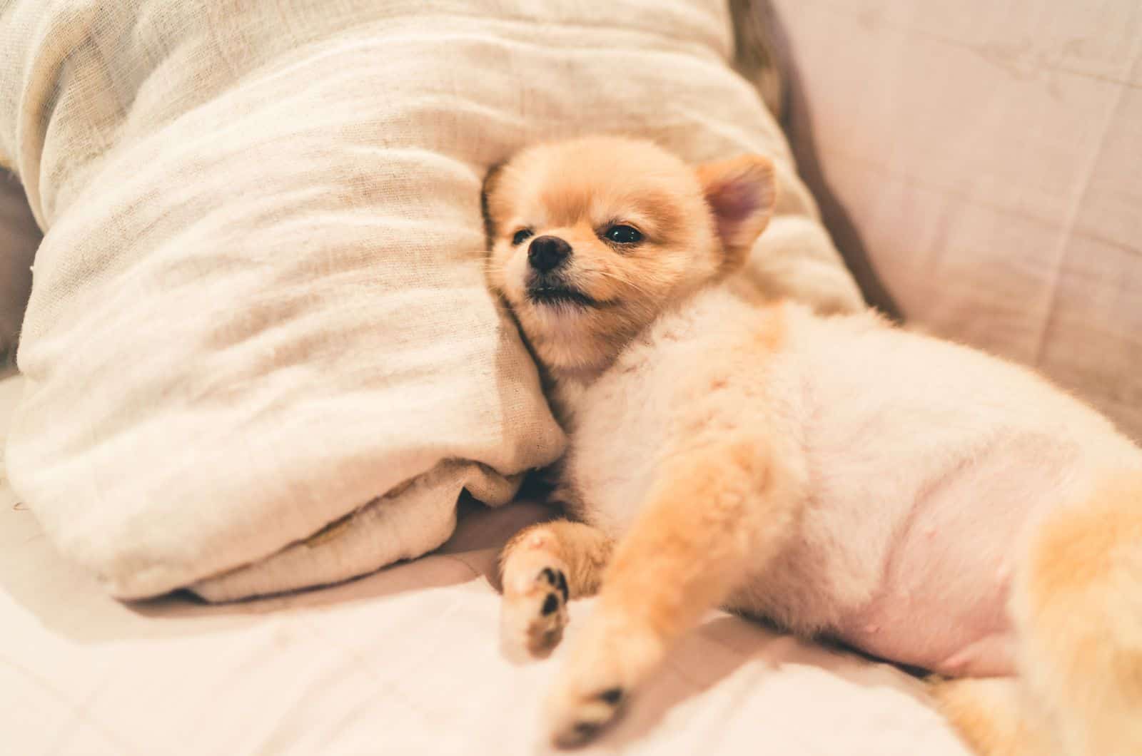 bloated puppy lying on bed