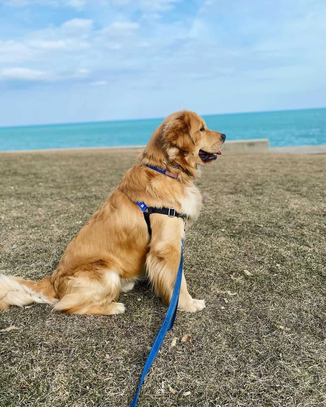 blockhead golden retriever at the beach