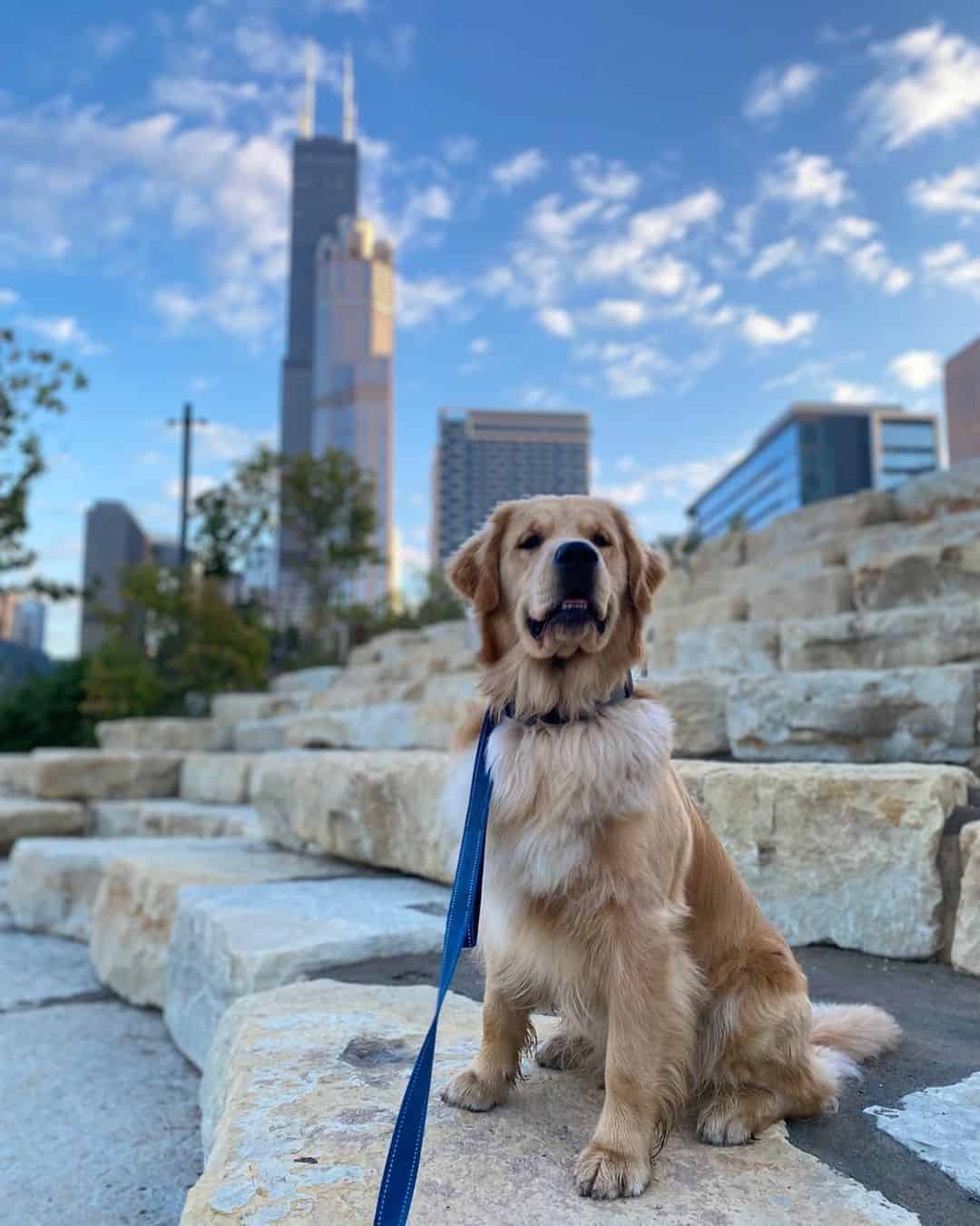 blockhead golden retriever on a leash