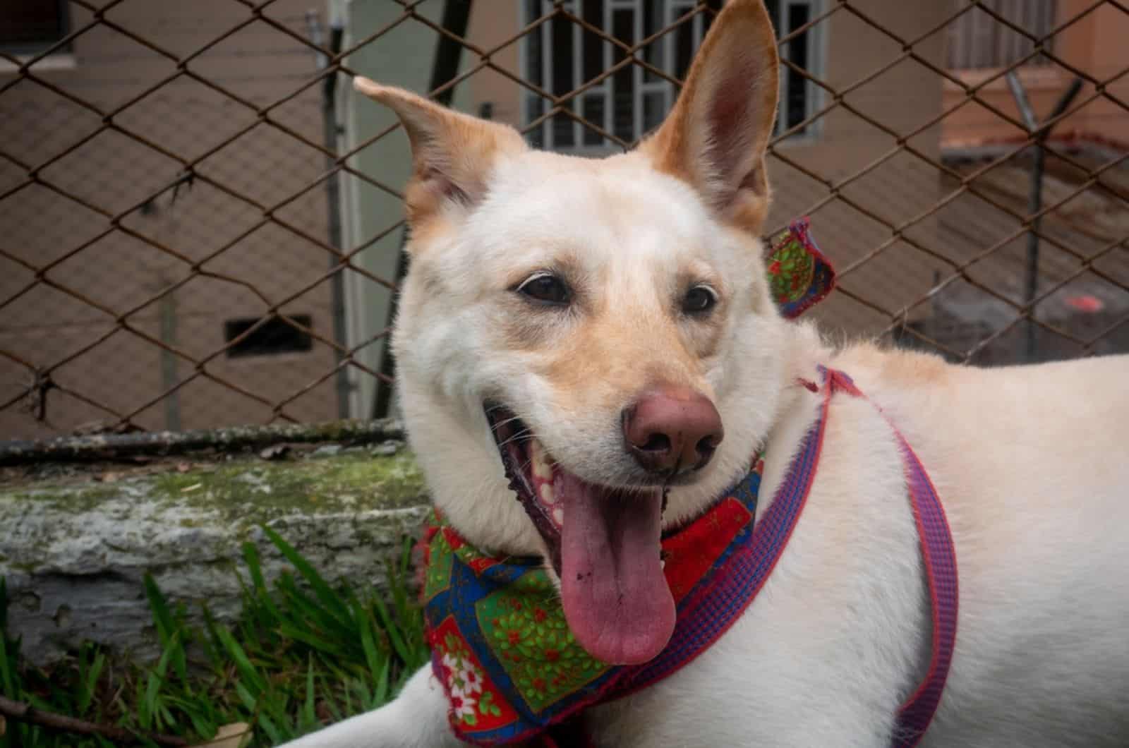 blonde german shepherd dog lying in the yard