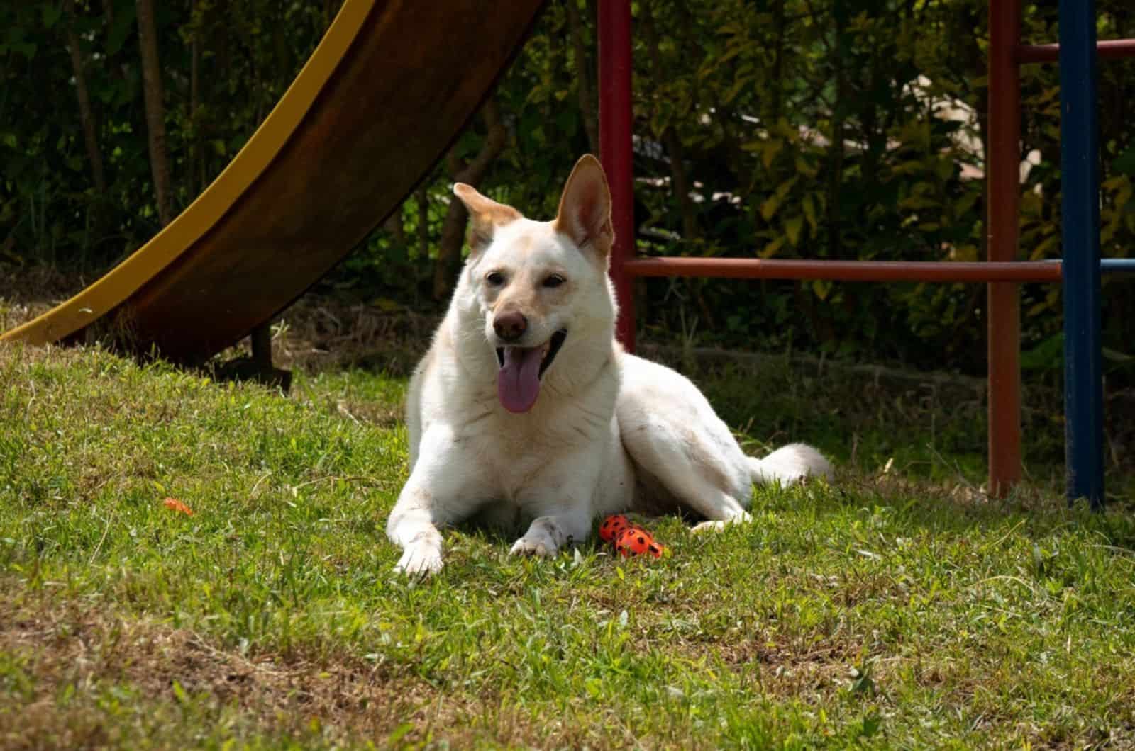 blonde german shepherd laying on the grass in the park