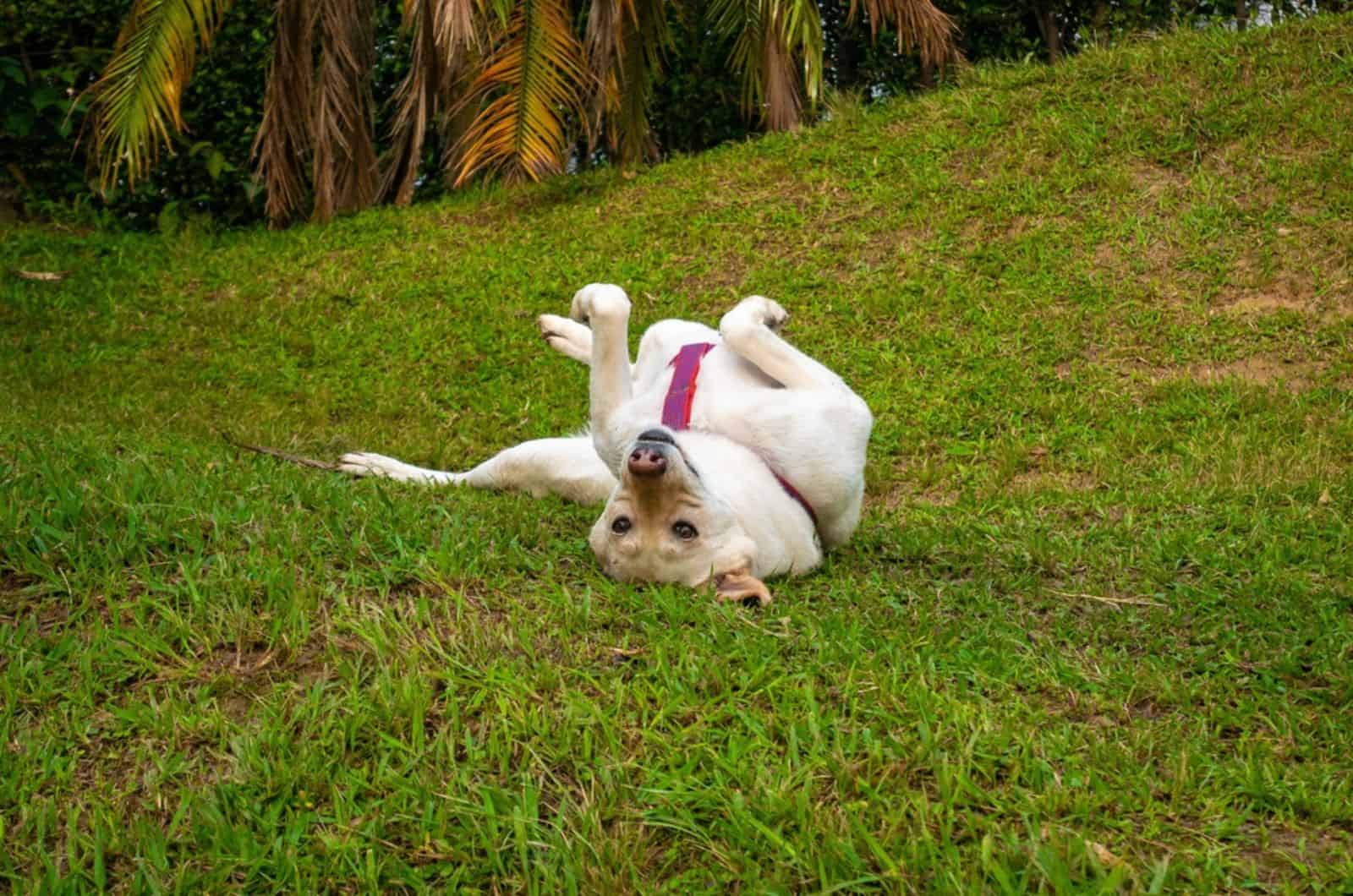 blonde german shepherd playing in the park