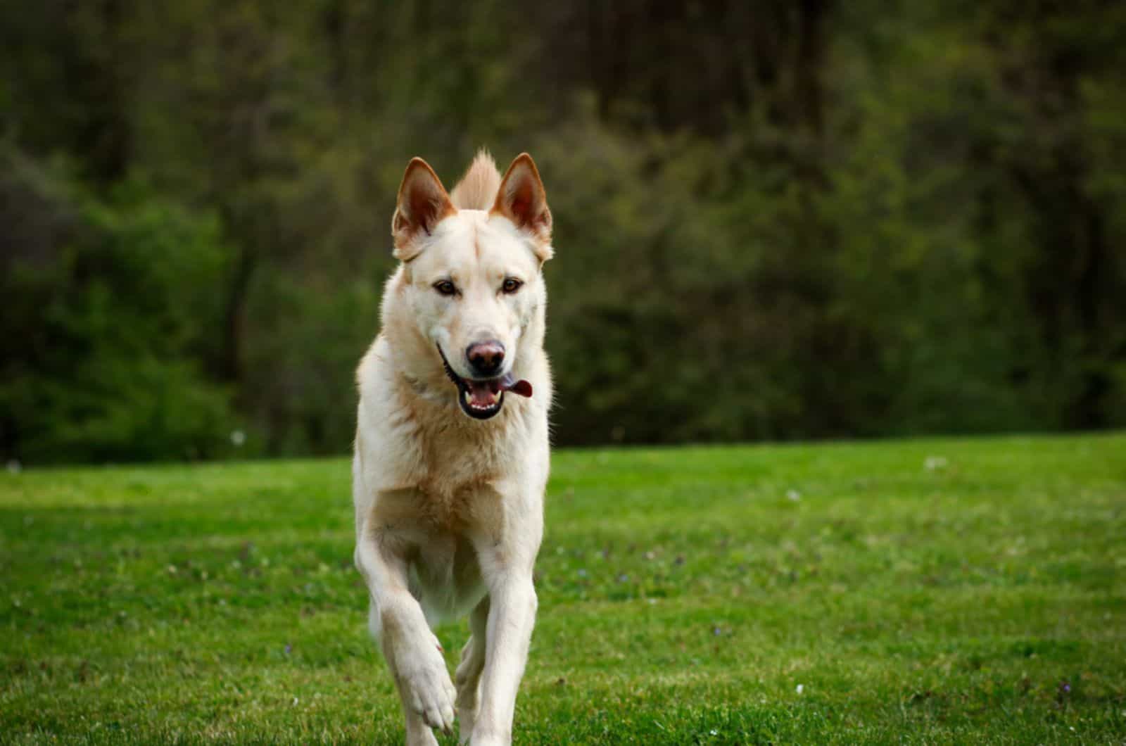 blonde german shepherd running in the park