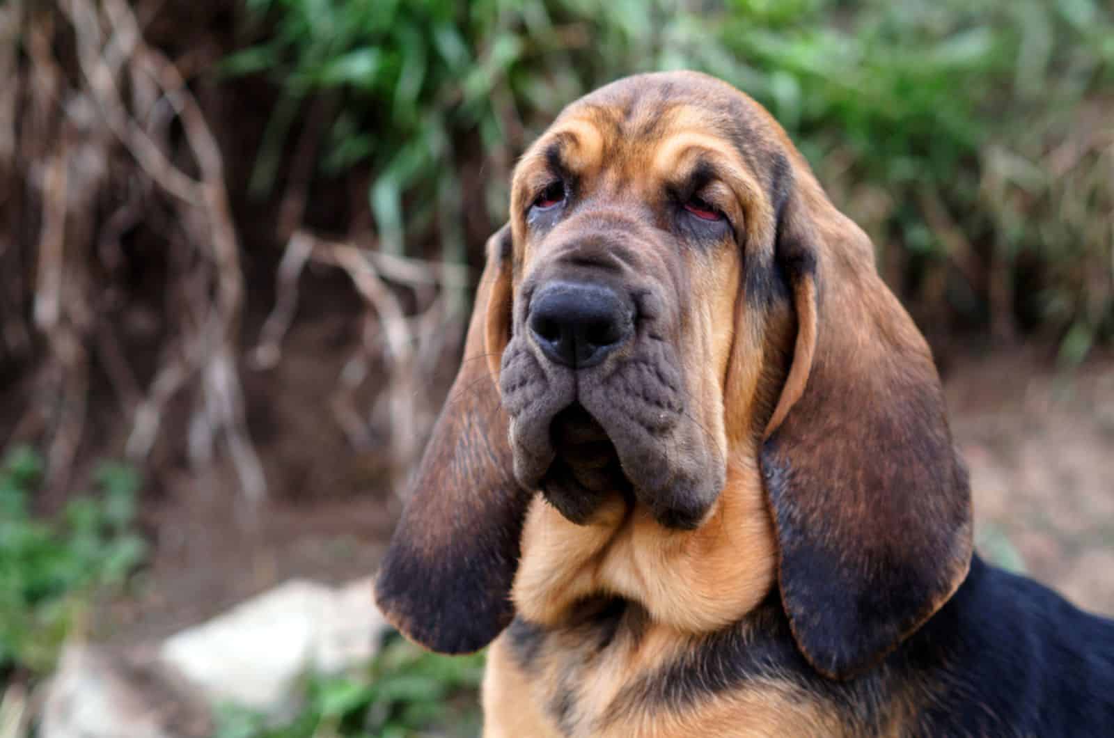 bloodhound dog in  the garden