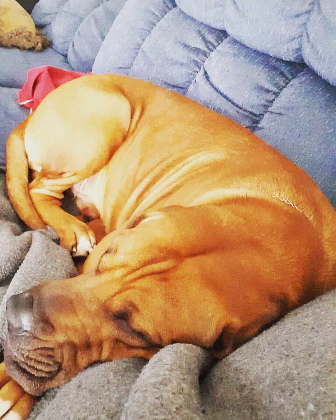 Bloodhound Pitbull Mix is lying on the bed