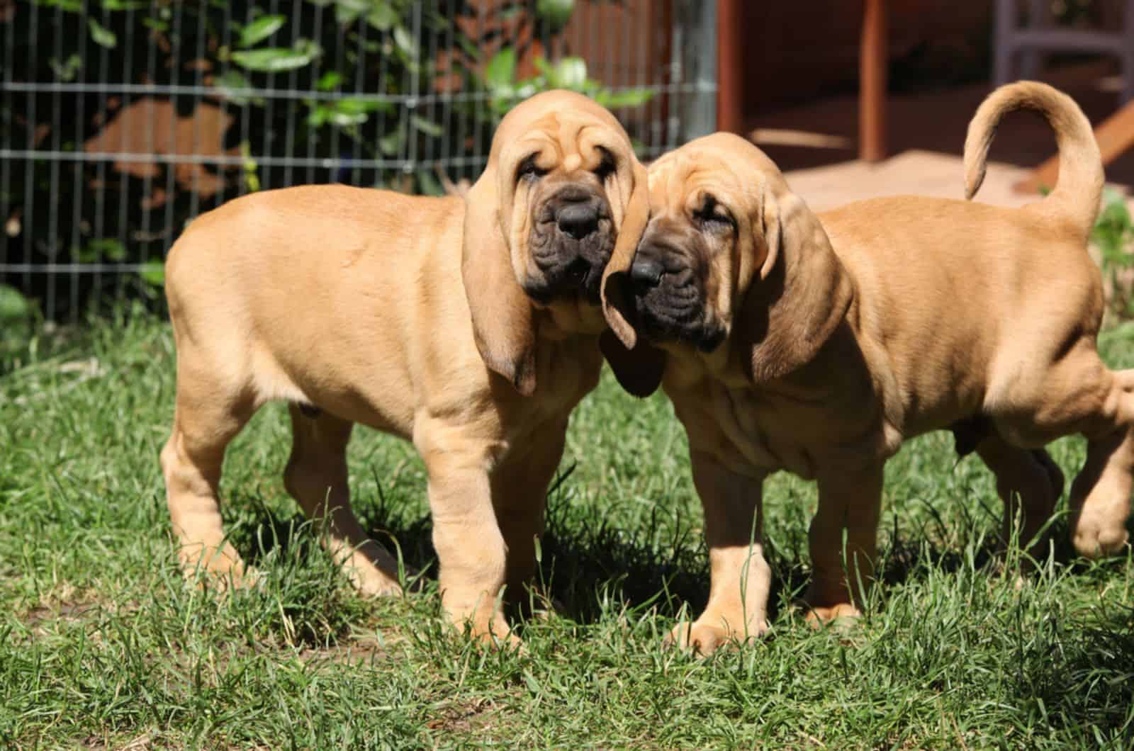 bloodhound puppies in the yard