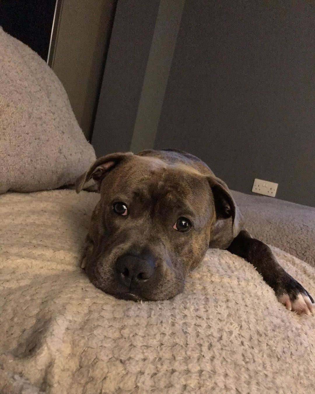 blue American Bulldog is lying on the bed