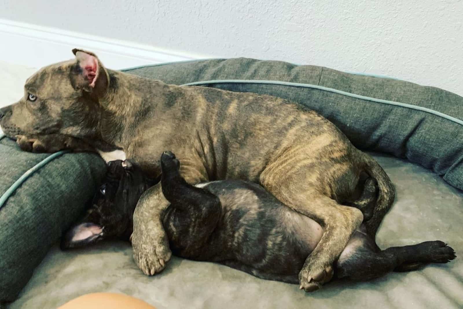 Blue American Bully and other dog in bed